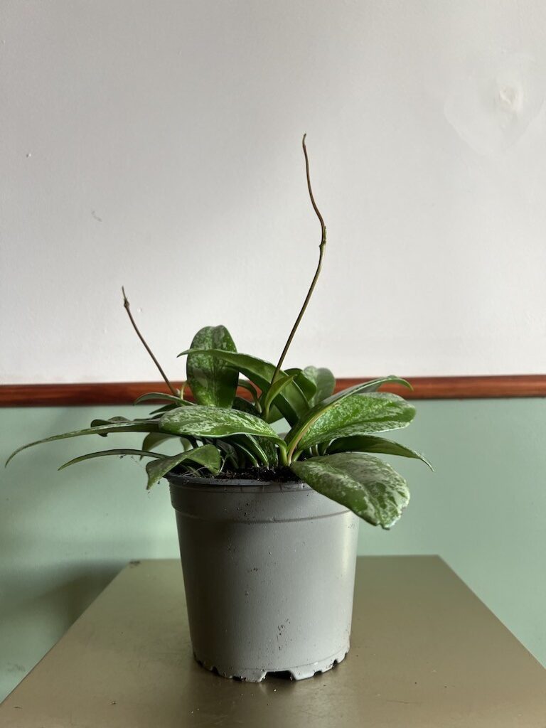 Hoya carnosa Krebs