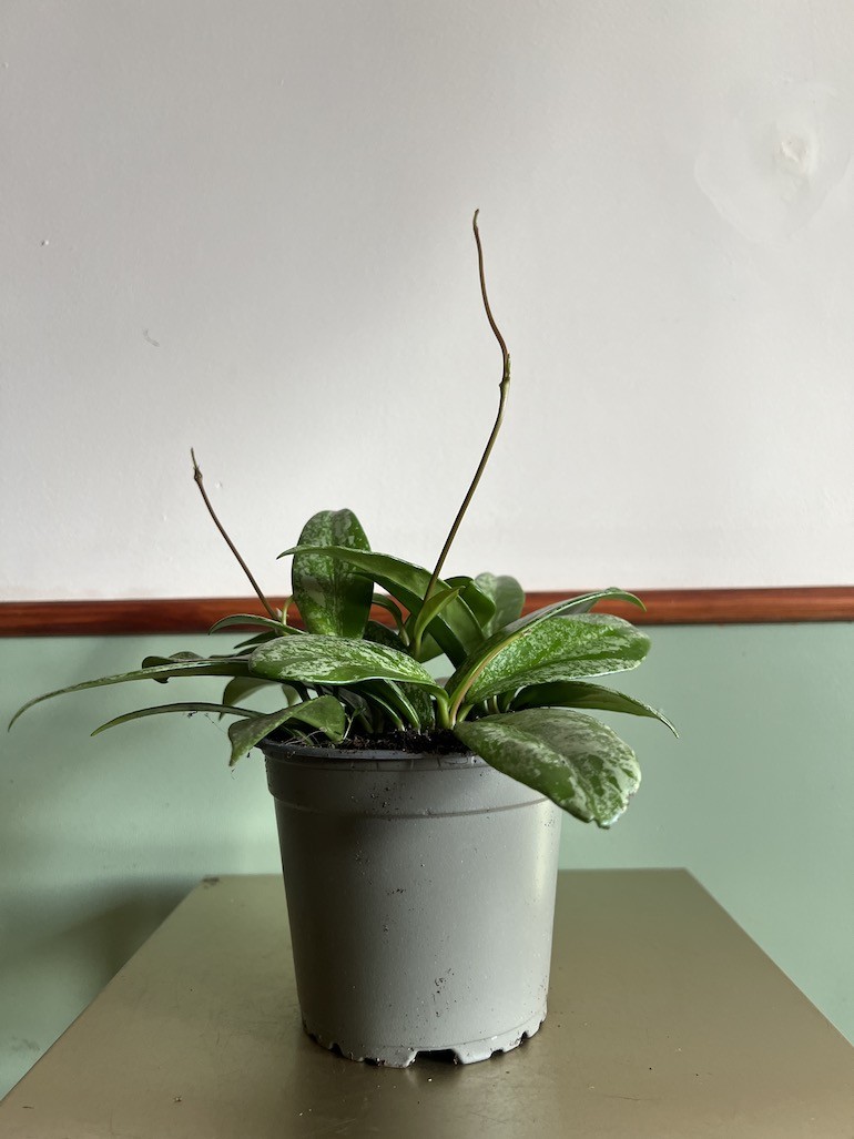 Hoya carnosa Krebs