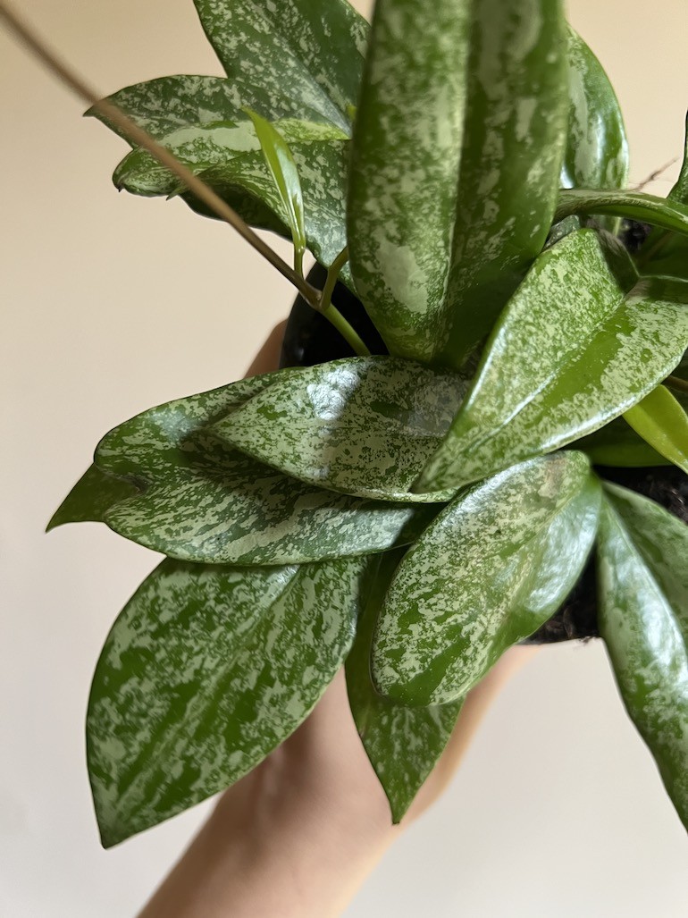 Hoya carnosa Krebs