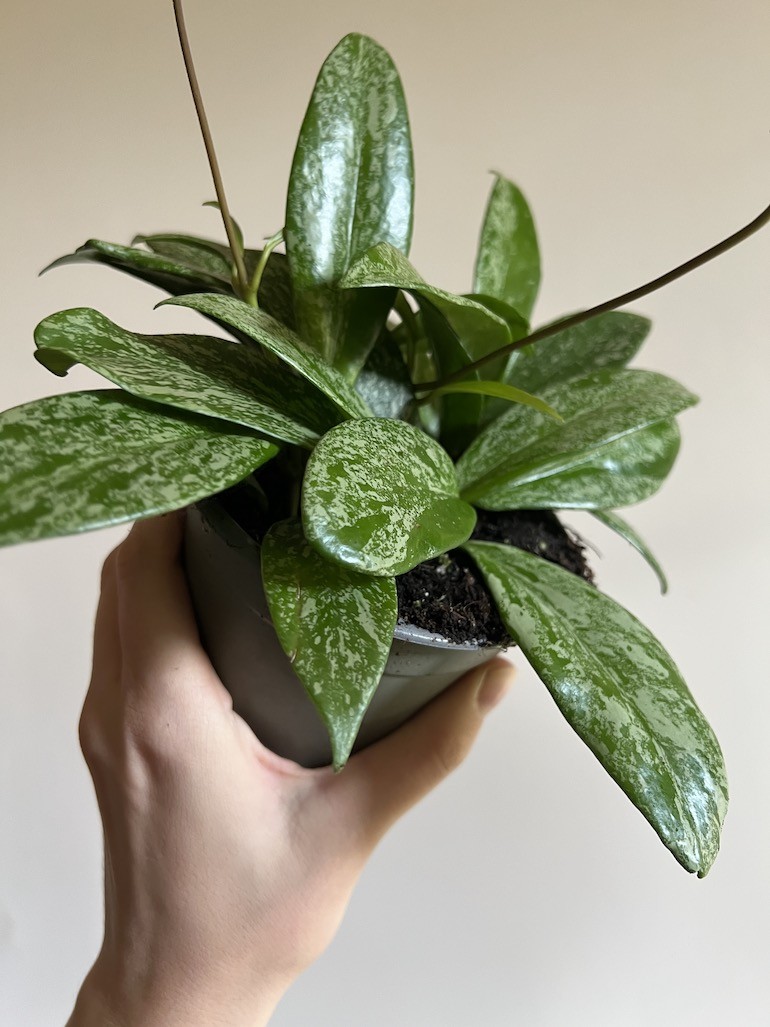 Hoya carnosa Krebs