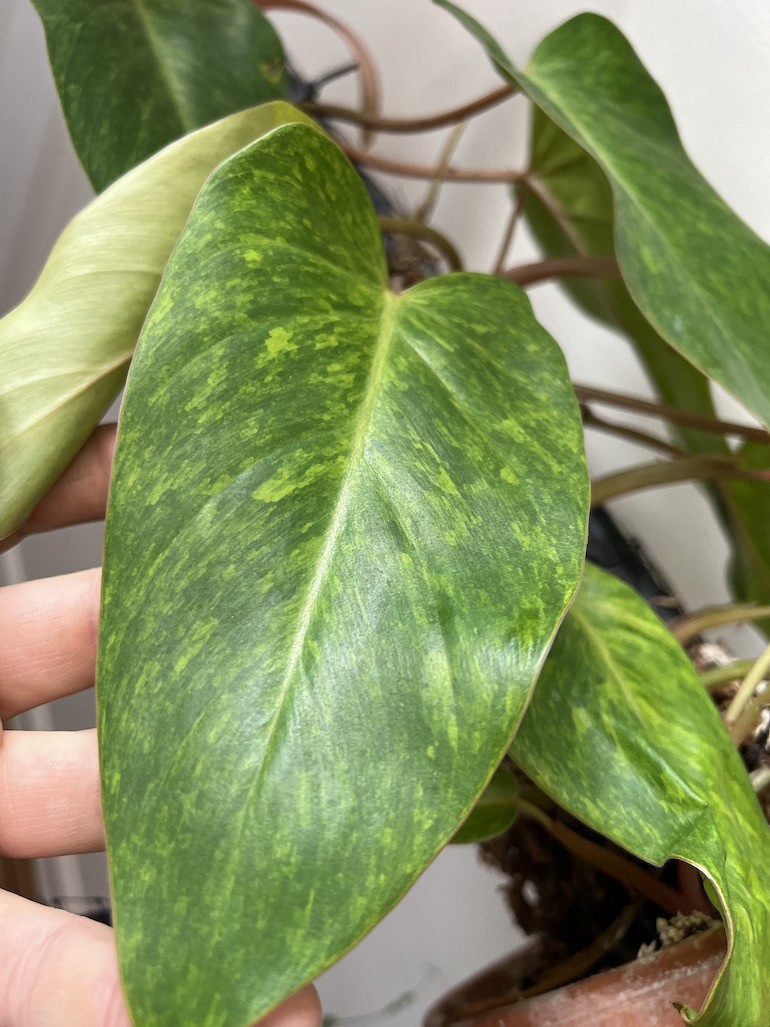 Philodendron Painted Lady | Sadzonka rośliny