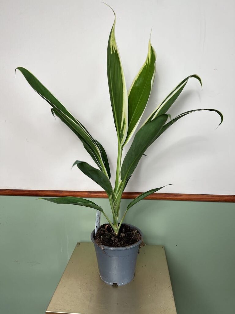 Cordyline Conga