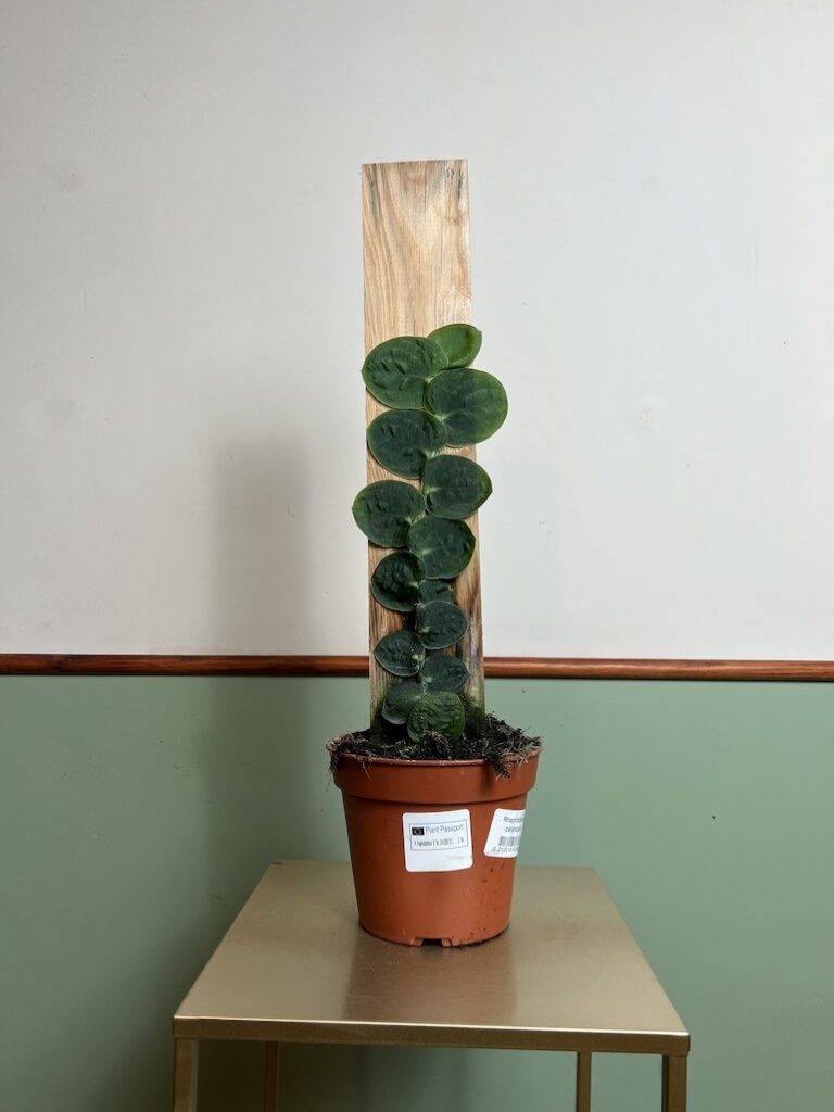 Rhaphidophora celatocaulis|Sadzonka Rośliny