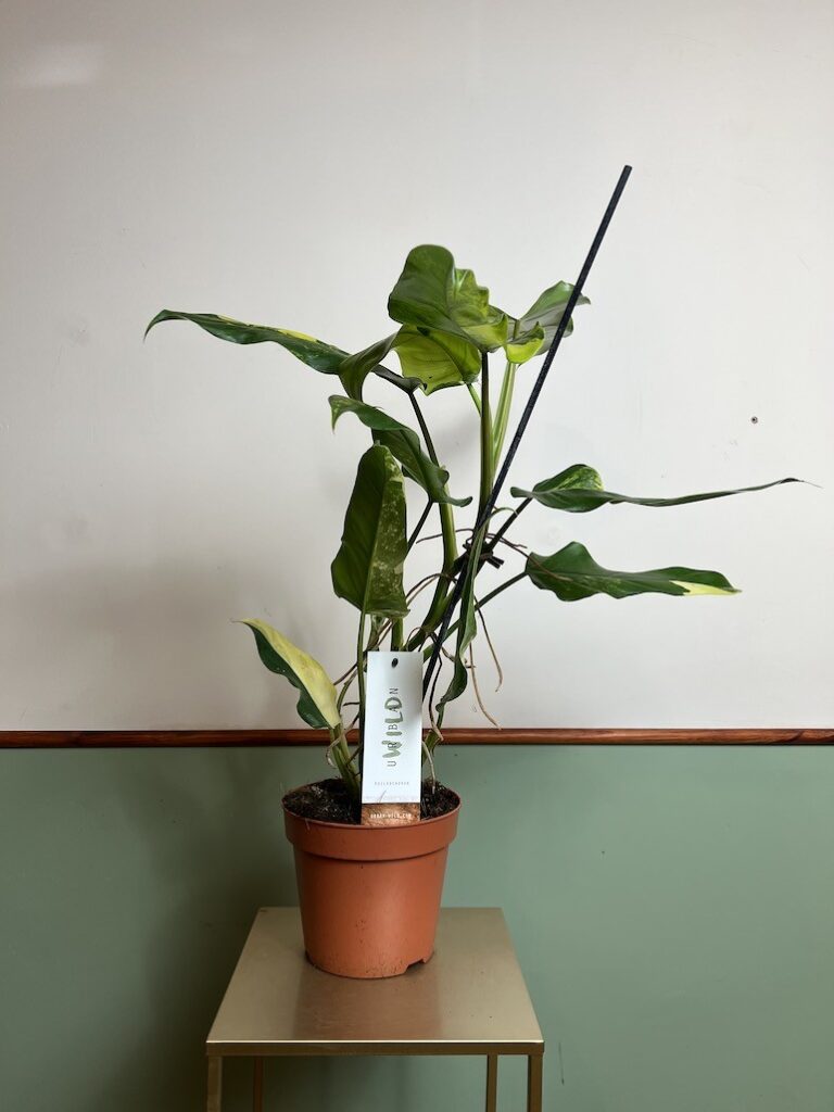 Philodendron domesticum
