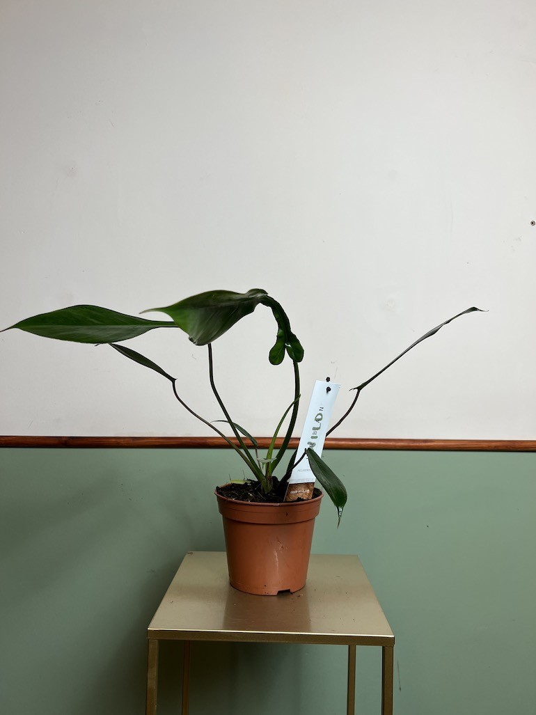 PHILODENDRON JOEPII