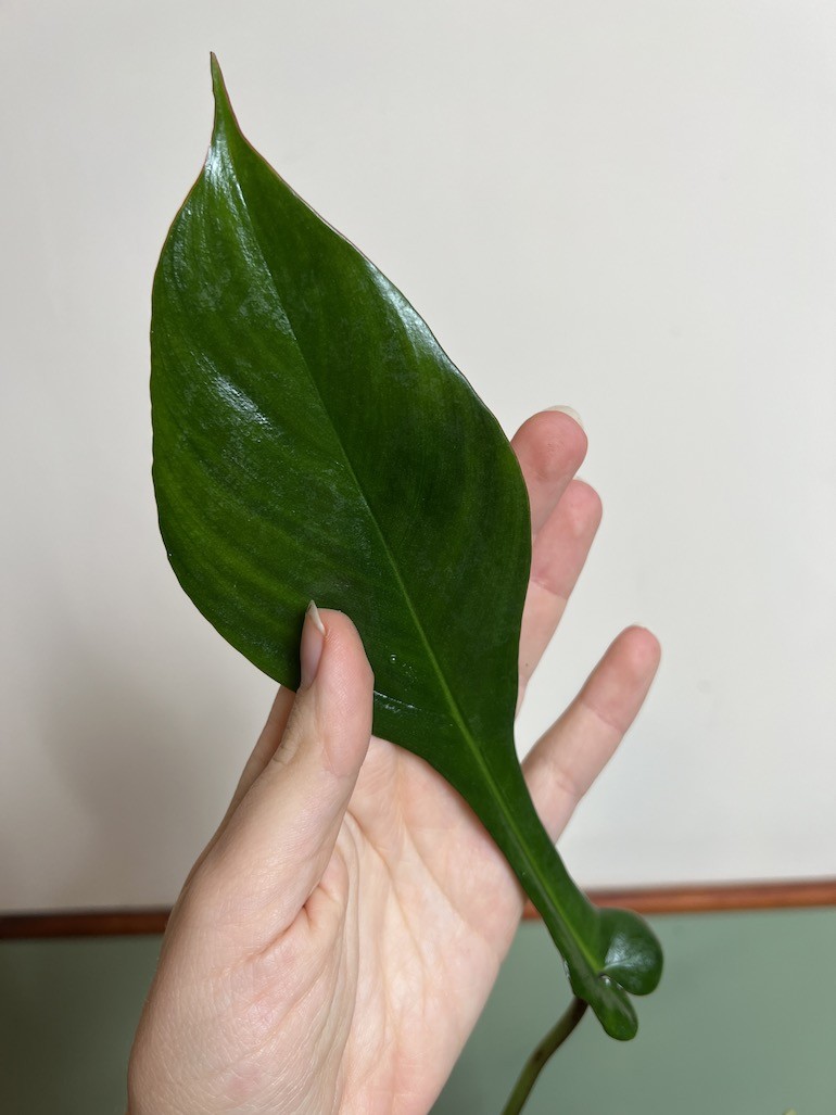 PHILODENDRON JOEPII