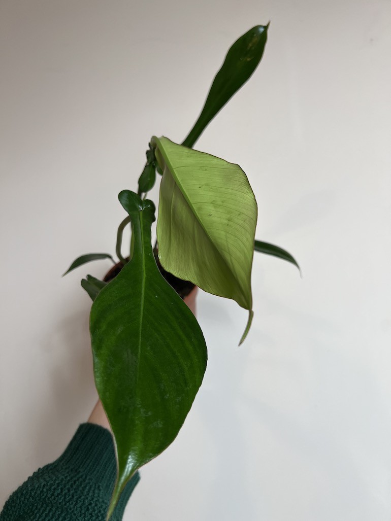 PHILODENDRON JOEPII