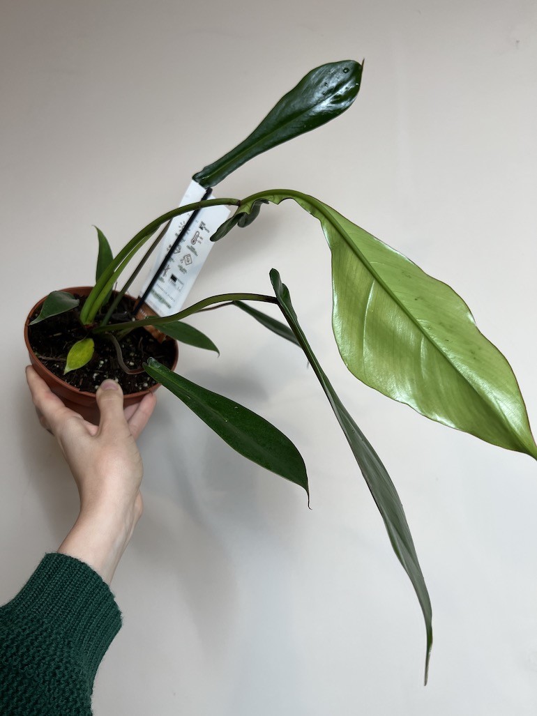 PHILODENDRON JOEPII
