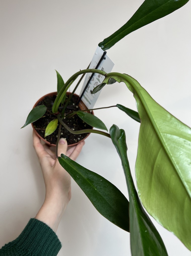 PHILODENDRON JOEPII