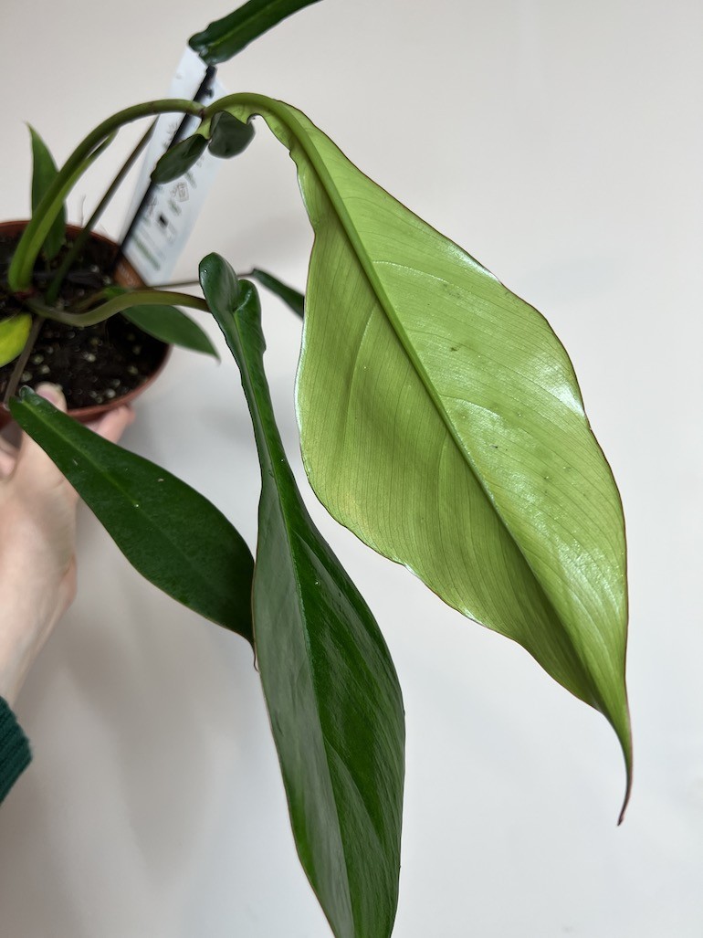 PHILODENDRON JOEPII