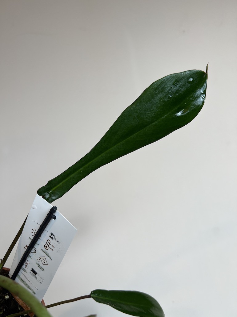 PHILODENDRON JOEPII