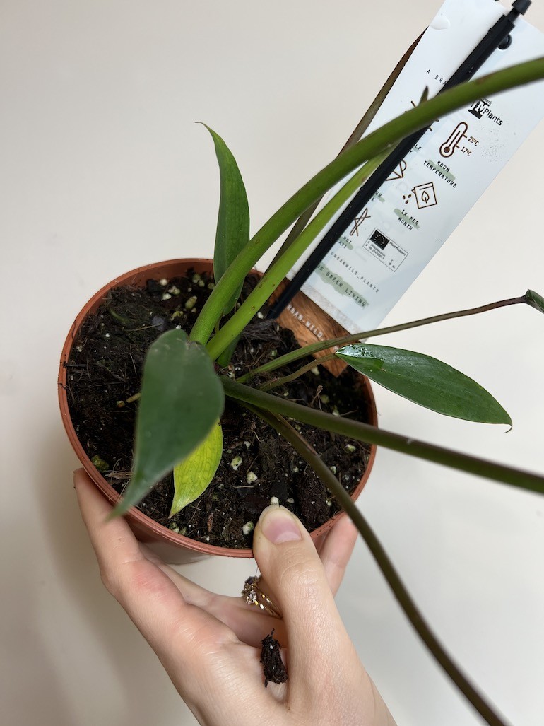 PHILODENDRON JOEPII