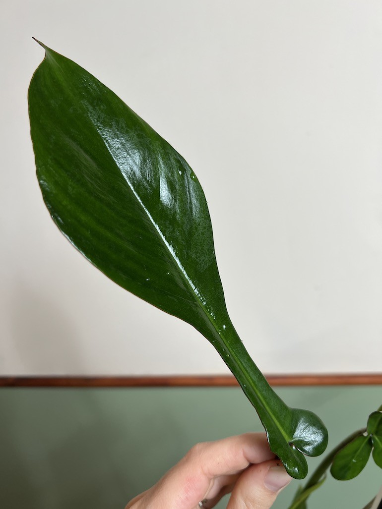 PHILODENDRON JOEPII