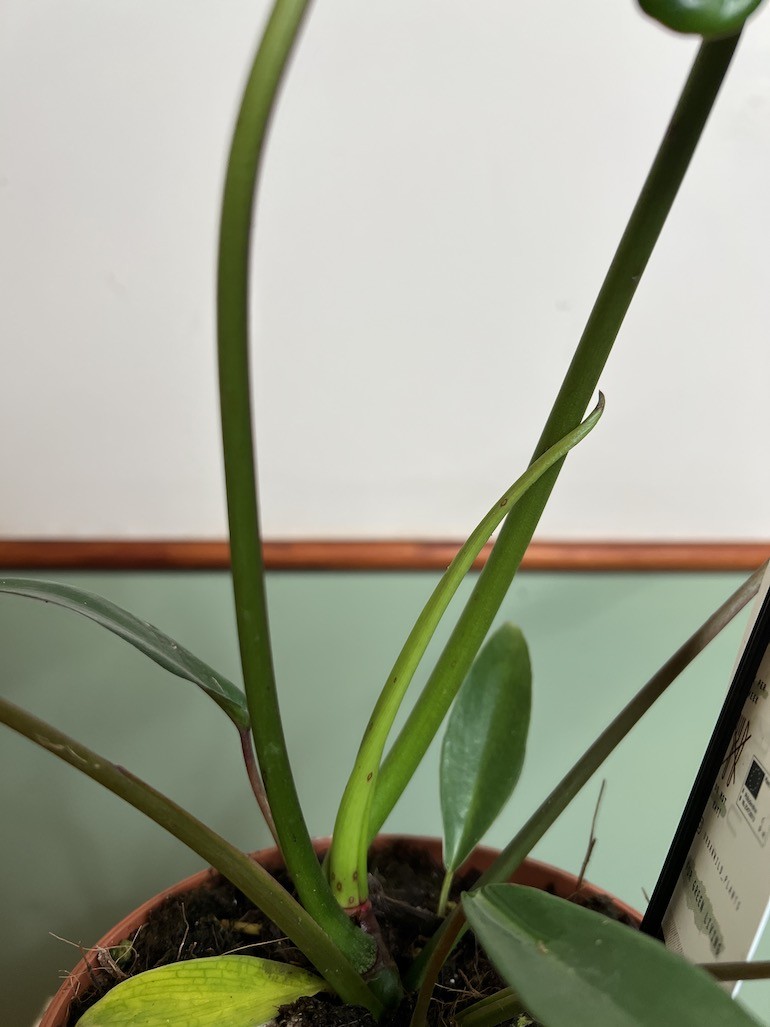 PHILODENDRON JOEPII
