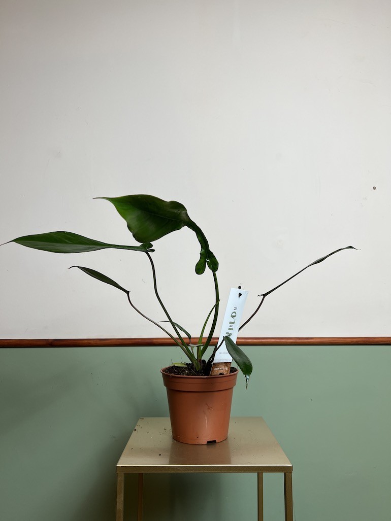 PHILODENDRON JOEPII