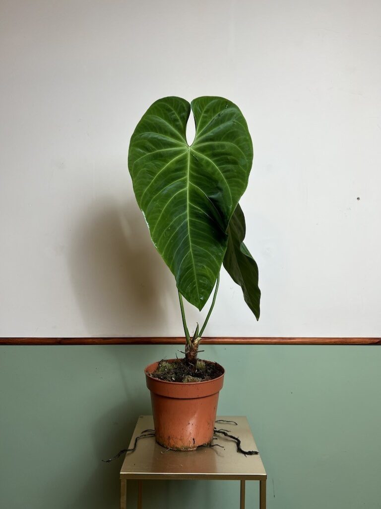 Anthurium Queremalense