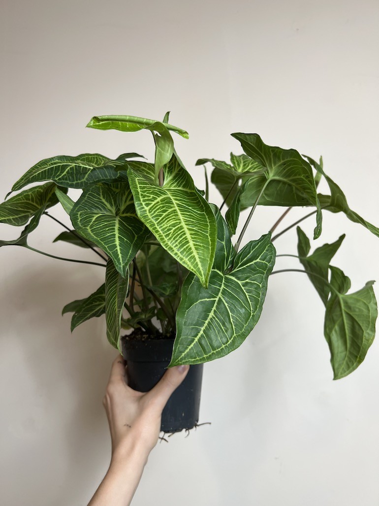 Syngonium Batik | Sadzonka Cięta