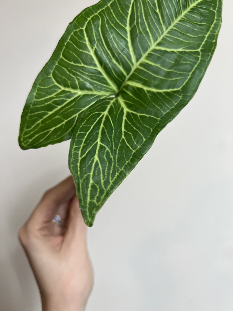 Syngonium Batik | Sadzonka Cięta