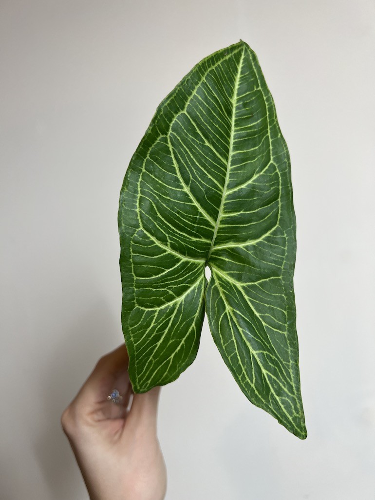 Syngonium Batik | Sadzonka Cięta