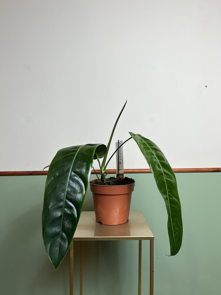 Philodendron Patriciae