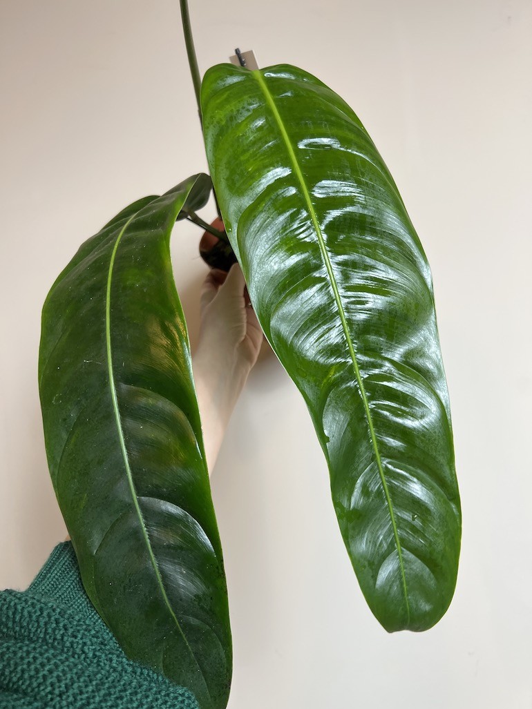 Philodendron Patriciae