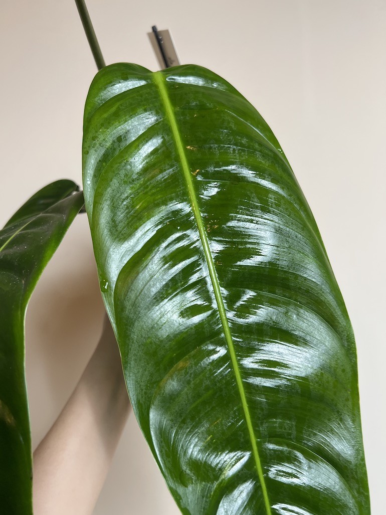 Philodendron Patriciae