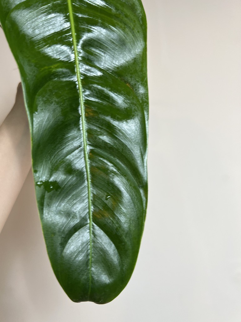 Philodendron Patriciae