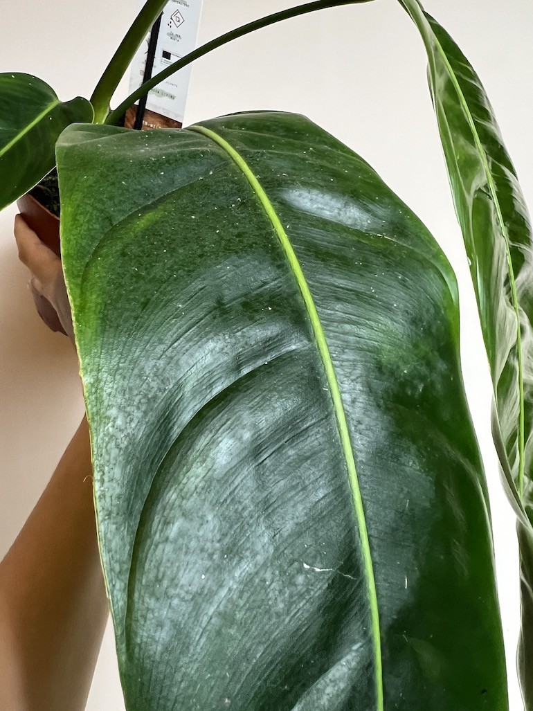Philodendron Patriciae
