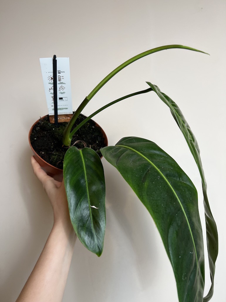 Philodendron Patriciae