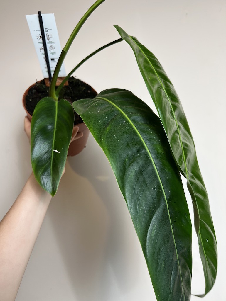 Philodendron Patriciae