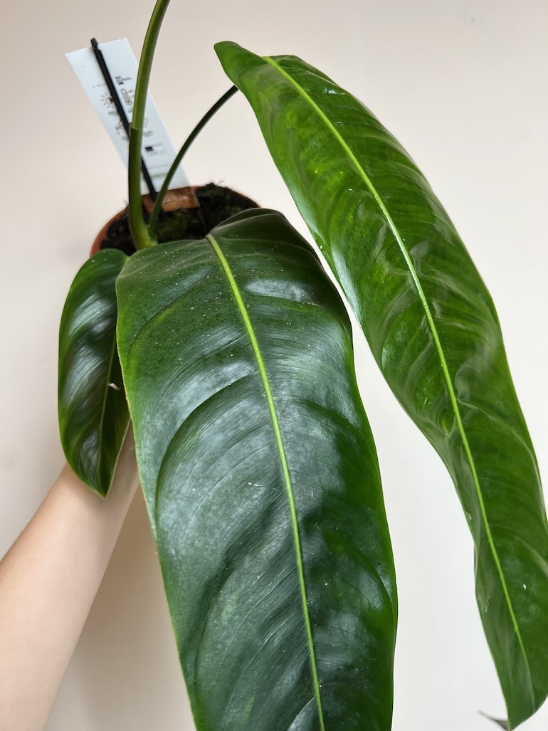 Philodendron Patriciae
