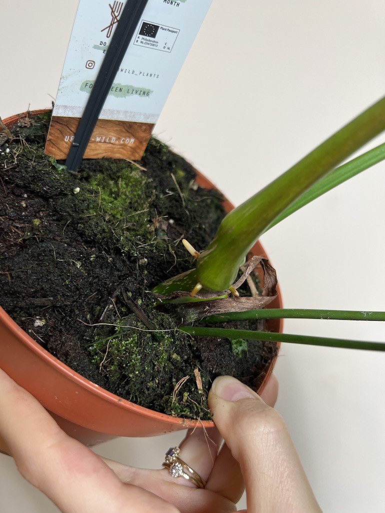 Philodendron Patriciae