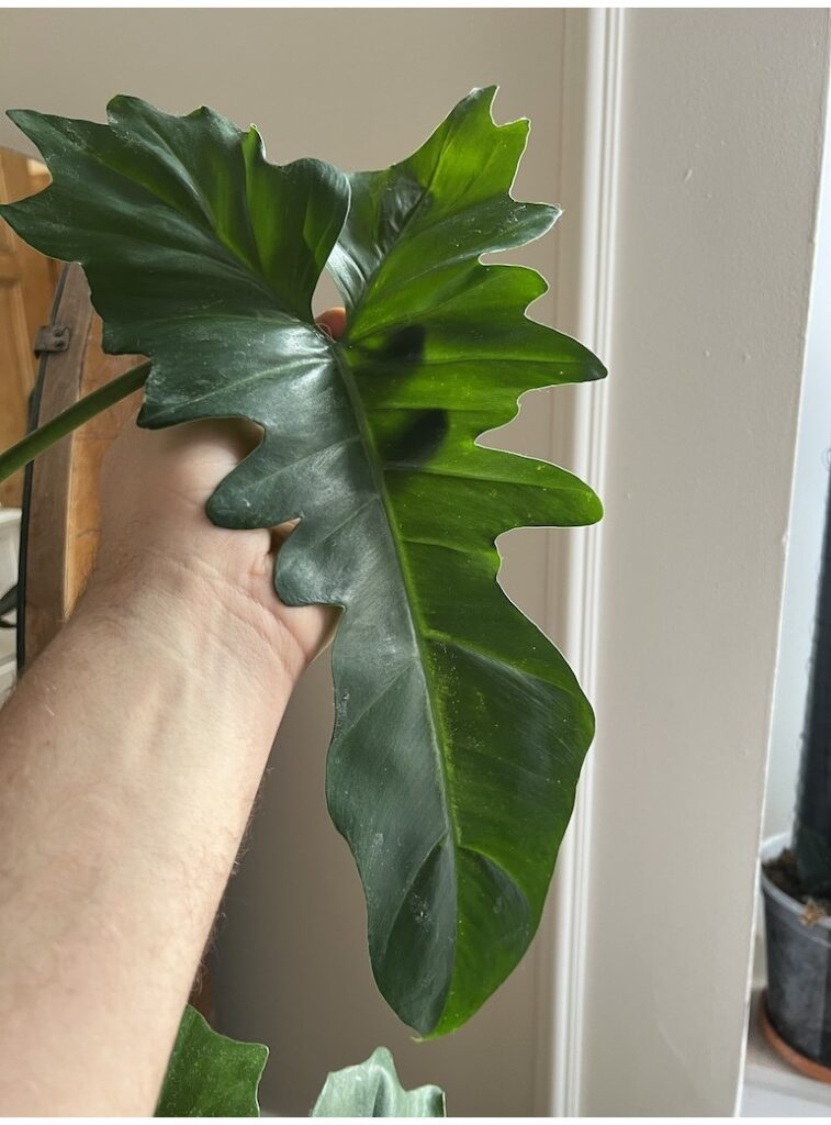 Philodendron Golden Dragon|Sadzonka Rośliny