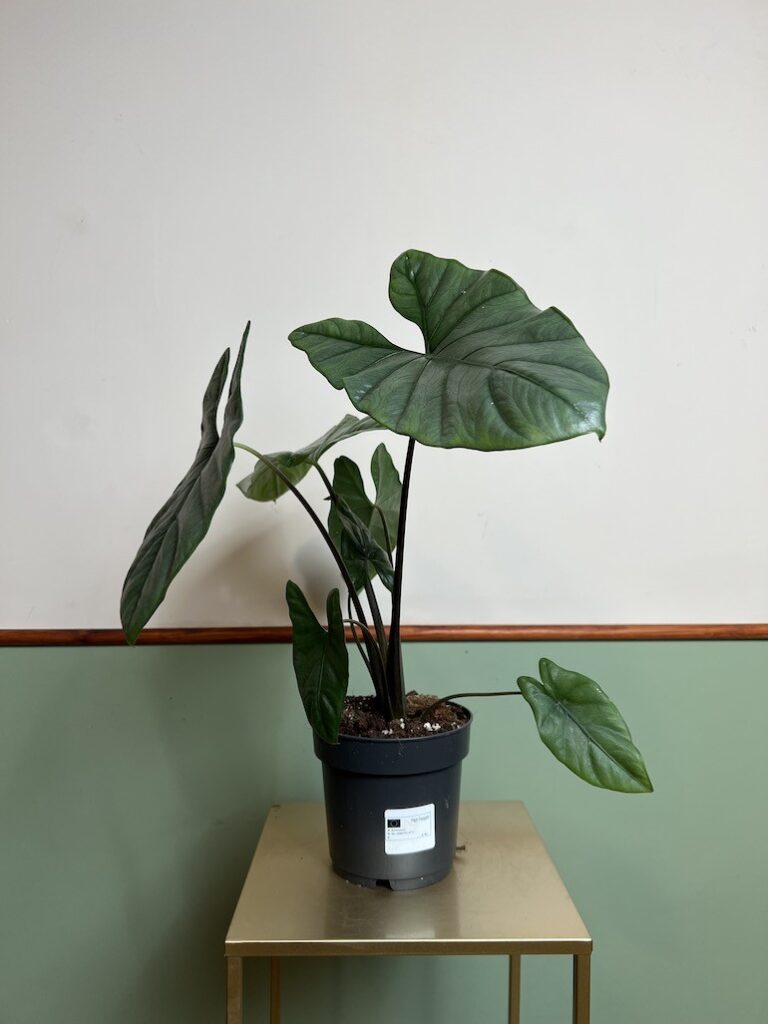 ALOKAZJA HETEROPHYLLA CORAZON