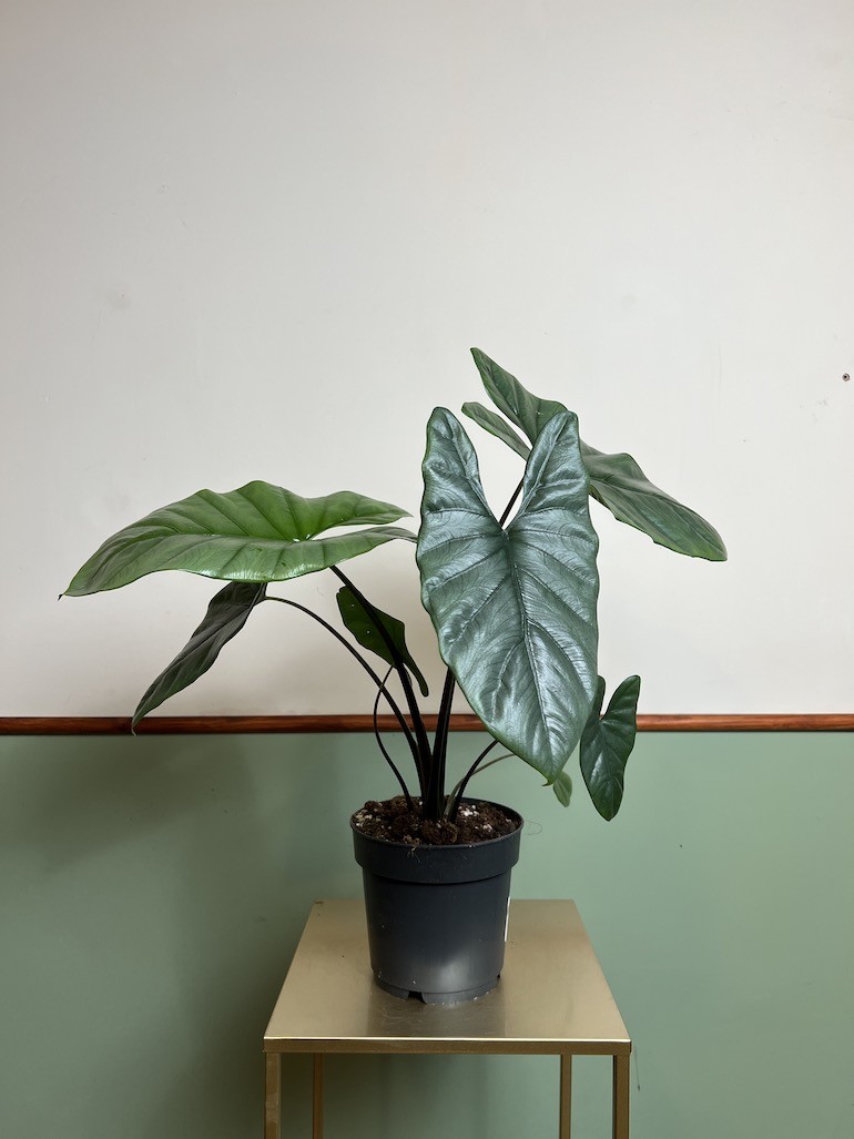 ALOKAZJA HETEROPHYLLA CORAZON
