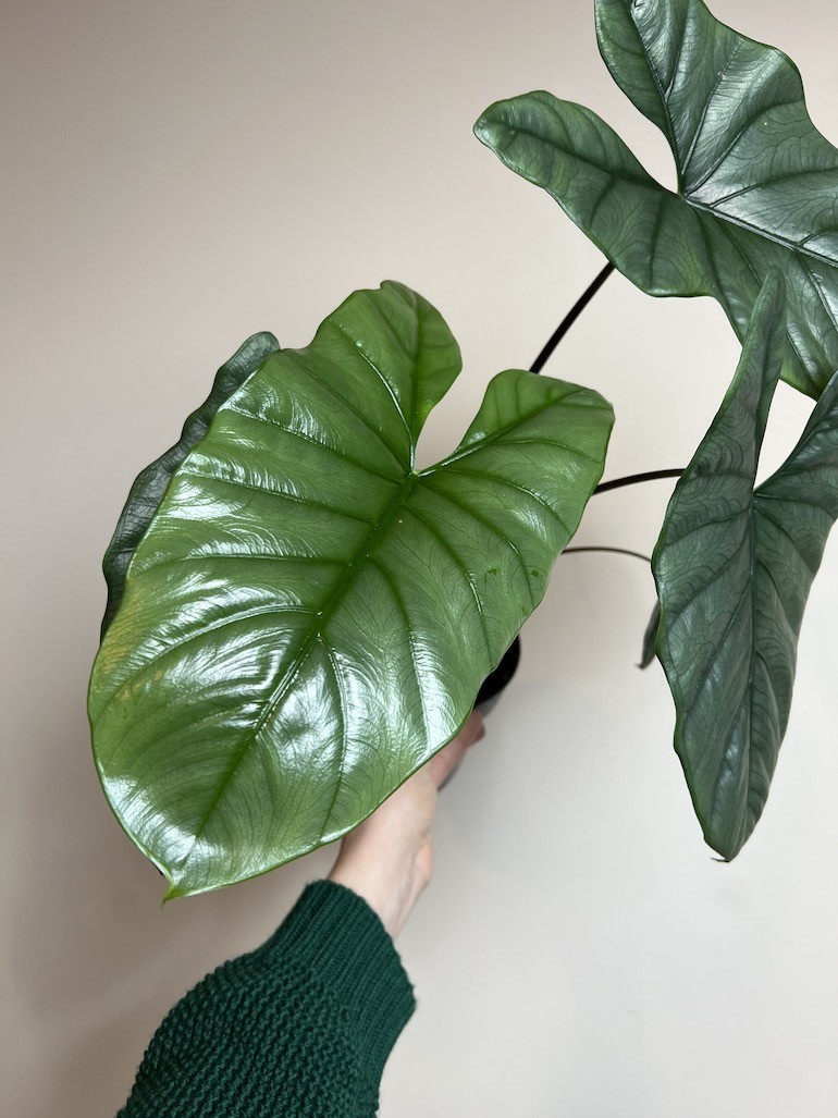 ALOKAZJA HETEROPHYLLA CORAZON