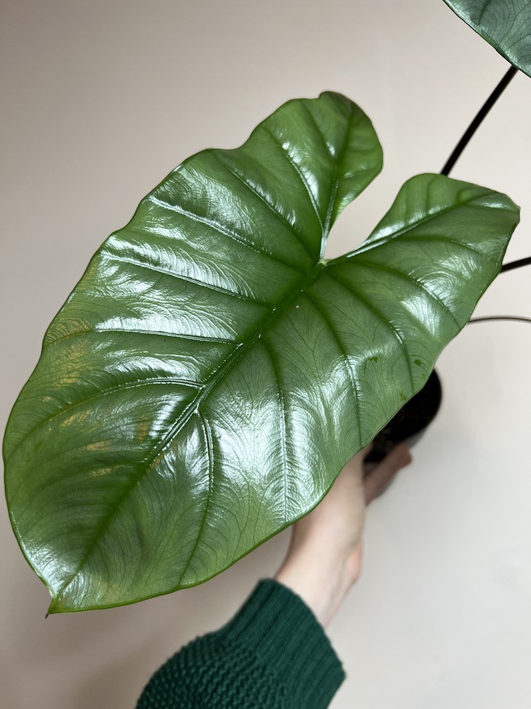 ALOKAZJA HETEROPHYLLA CORAZON