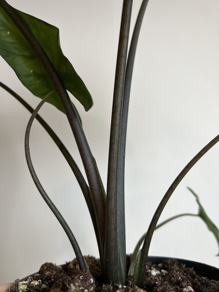 ALOKAZJA HETEROPHYLLA CORAZON