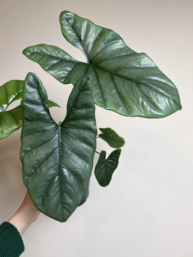 ALOKAZJA HETEROPHYLLA CORAZON