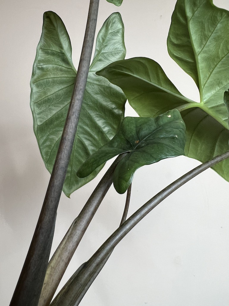 ALOKAZJA HETEROPHYLLA CORAZON