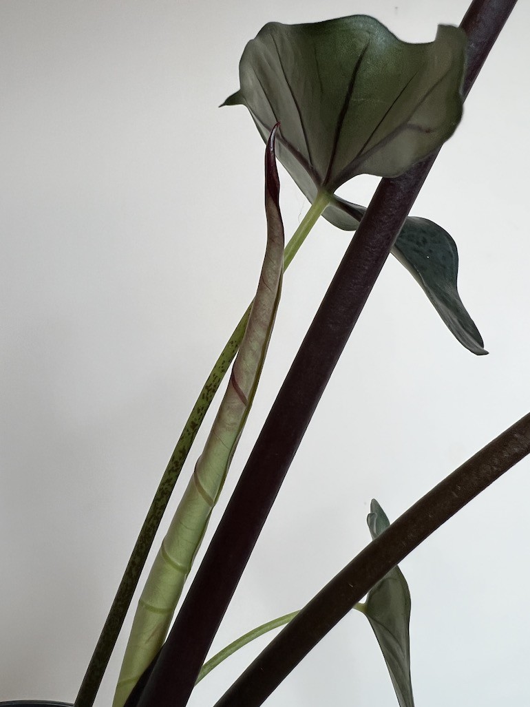 ALOKAZJA PURPLE CLOAK