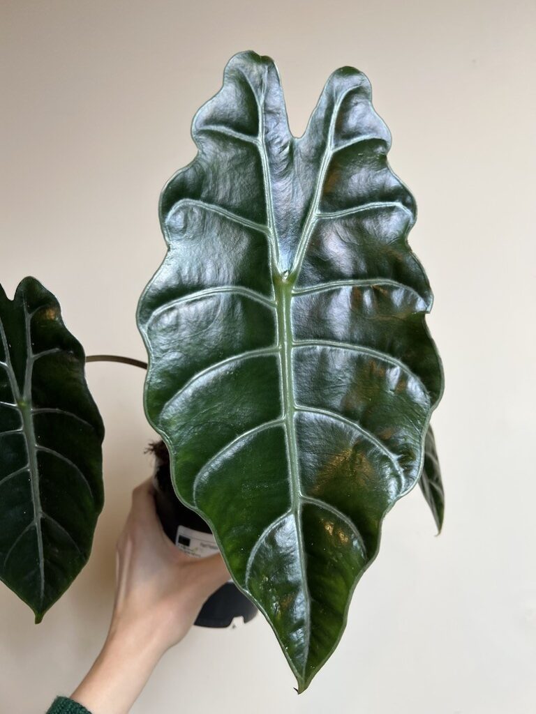 ALOKAZJA CHANTEIERI