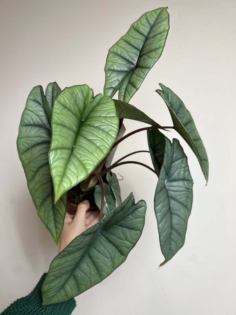 Alocasia Platinum