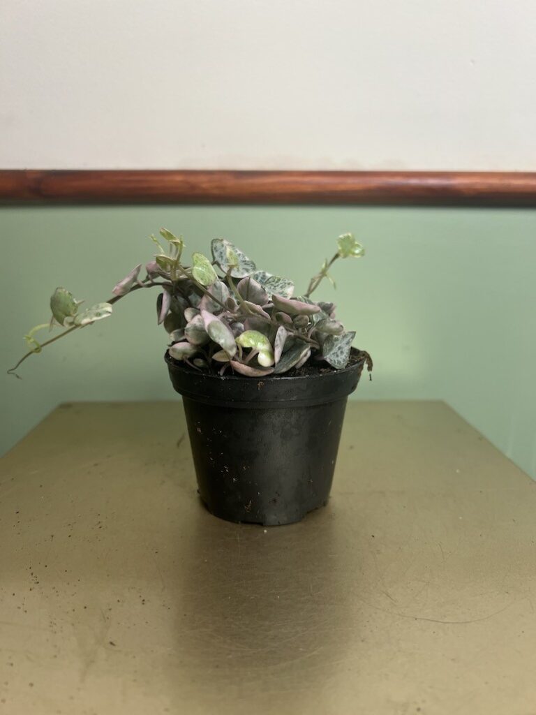 Ceropegia Marlies Variegata