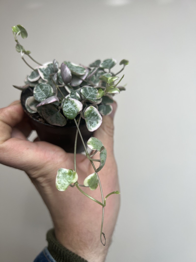 Ceropegia Marlies Variegata