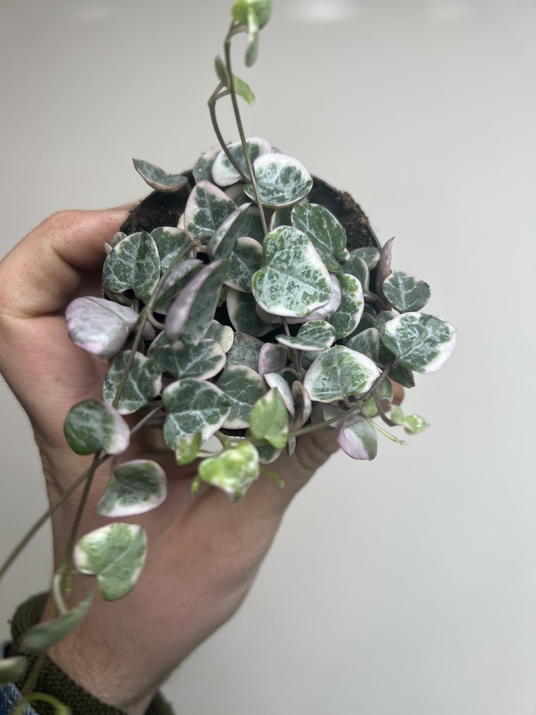 Ceropegia Marlies Variegata
