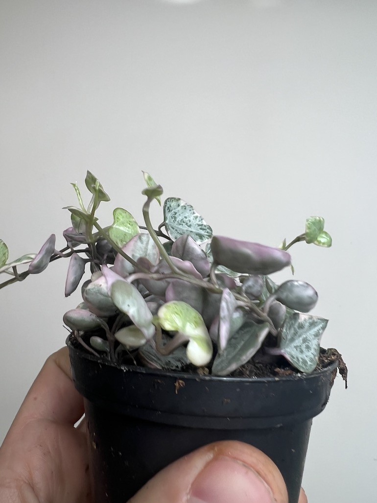 Ceropegia Marlies Variegata
