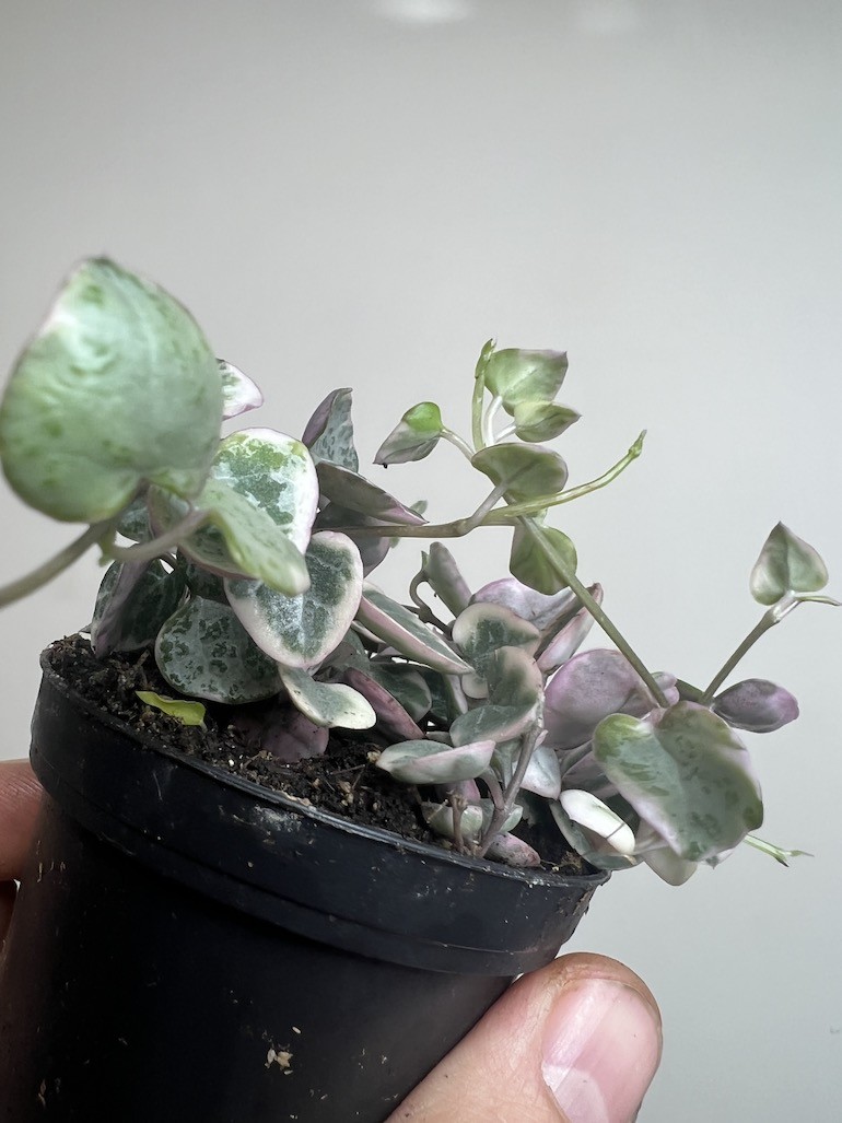 Ceropegia Marlies Variegata