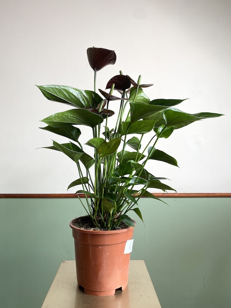 Anthurium Chocolate