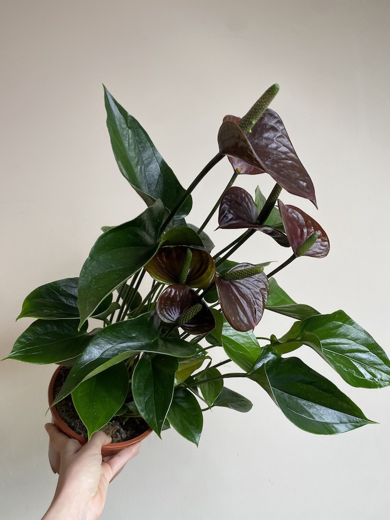 Anthurium Chocolate